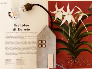 Darwin le Orchidee e la luce di Uruk